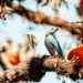Misiones registró 311 especies y encabezó en el país el Gran Día de Observación de Aves