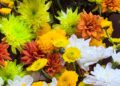 Garuhapé reunió a viveristas y floricultores de toda Misiones en una jornada técnica y comercial