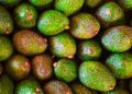 La palta, una nueva apuesta para diversificar la chacra misionera