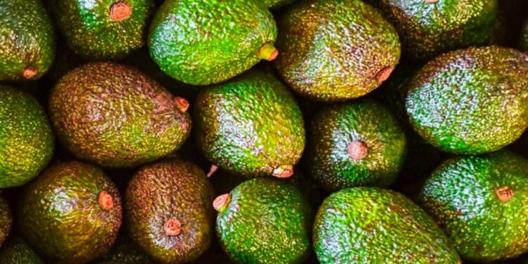 La palta, una nueva apuesta para diversificar la chacra misionera