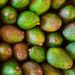 La palta, una nueva apuesta para diversificar la chacra misionera
