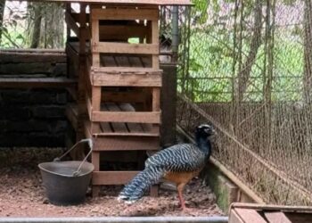 Denunciarán penalmente al Zoo Bal Park de Montecarlo por maltrato animal