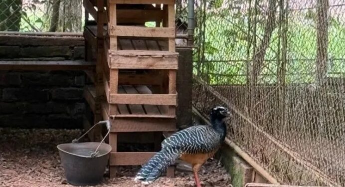 Denunciarán penalmente al Zoo Bal Park de Montecarlo por maltrato animal