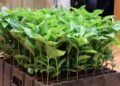 Misiones activa su plan para desarrollar la producción de café