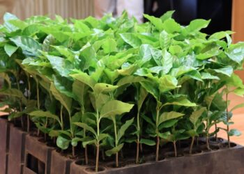 Misiones activa su plan para desarrollar la producción de café