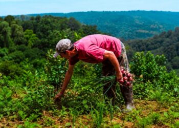 Ahora Chacra ya está en marcha con reintegros del 20% para la compra de insumos productivos