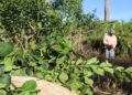 La desregulación yerbatera cuesta hasta 15 millones de pesos por cosecha a cada pequeño productor