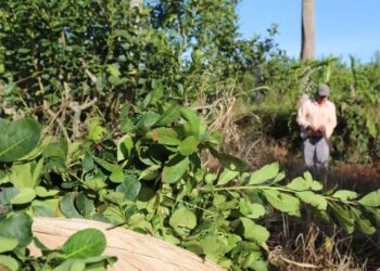 La desregulación yerbatera cuesta hasta 15 millones de pesos por cosecha a cada pequeño productor