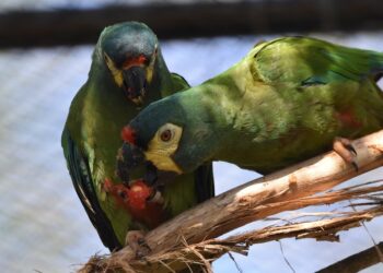 Proyecto Maracaná: entrenan once aves para volverlas al monte misionero