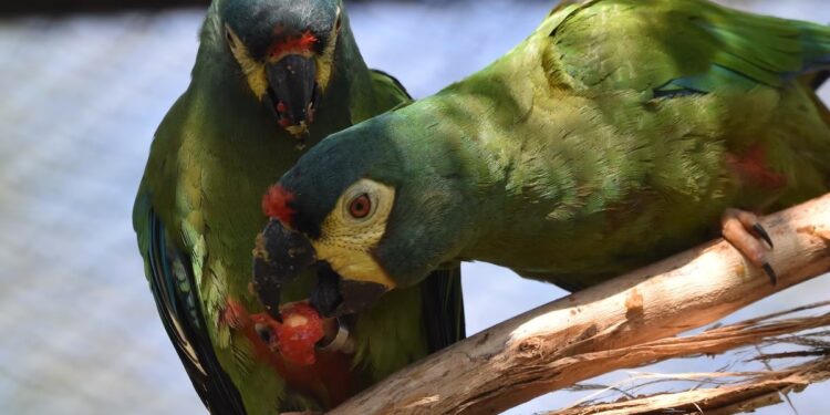 Proyecto Maracaná: entrenan once aves para volverlas al monte misionero
