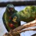 Proyecto Maracaná: entrenan once aves para volverlas al monte misionero