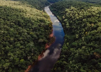 Misiones avanza con su plan para monetizar la selva y espera una decisión clave de Nación