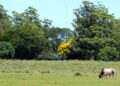El PJ Misiones reclamó a los senadores que defiendan la Ley de Tierras Rurales