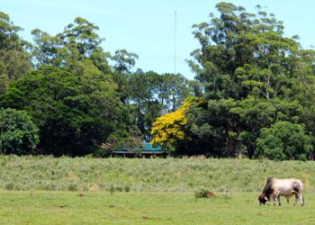 El PJ Misiones reclamó a los senadores que defiendan la Ley de Tierras Rurales