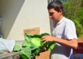 De una chacra tabacalera a mil repollos para Posadas
