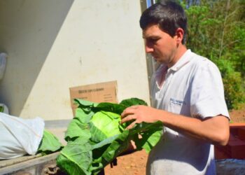 De una chacra tabacalera a mil repollos para Posadas