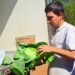 De una chacra tabacalera a mil repollos para Posadas