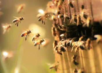 Un hombre atacado por un enjambre de abejas fue internado en terapia intensiva