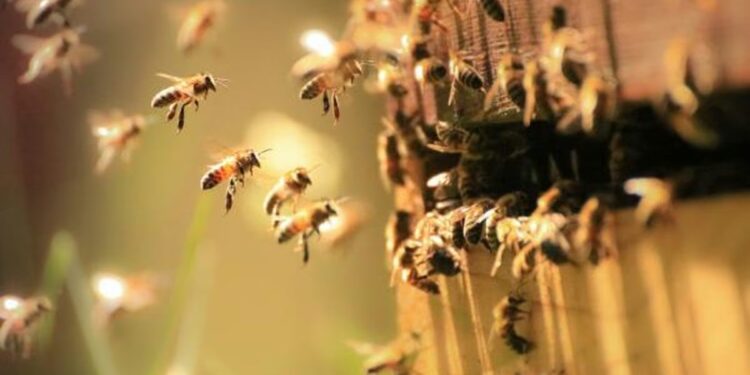 Un hombre atacado por un enjambre de abejas fue internado en terapia intensiva