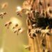 Un hombre atacado por un enjambre de abejas fue internado en terapia intensiva