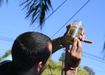 Inicia la inscripción para capacitar a docentes en la prevención del Aedes aegypti y el dengue