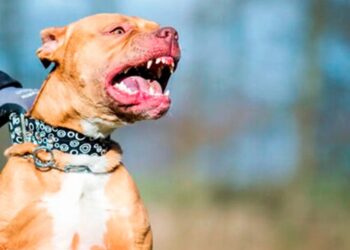 Murió un nene de 2 años tras el ataque de un pitbull