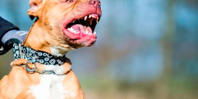 Murió un nene de 2 años tras el ataque de un pitbull