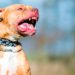 Murió un nene de 2 años tras el ataque de un pitbull
