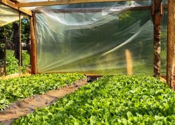 El Soberbio y Pozo Azul organizan sus chacras para producir y vender durante todo el año