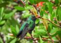 Misiones posicionó su modelo de aviturismo y conservación en la Feria de Aves de Sudamérica