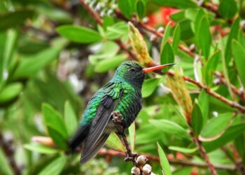 Misiones posicionó su modelo de aviturismo y conservación en la Feria de Aves de Sudamérica