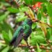 Misiones posicionó su modelo de aviturismo y conservación en la Feria de Aves de Sudamérica