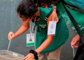 En Posadas detectan criaderos de Aedes aegypti en el 7,4% de las viviendas y refuerzan tareas de descacharrado