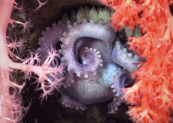 Revelan 57 nuevas especies marinas tras la expedición en los cañones submarinos de Mar del Plata