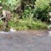 Misiones intensifica el patrullaje en zonas críticas de la selva para frenar la caza furtiva